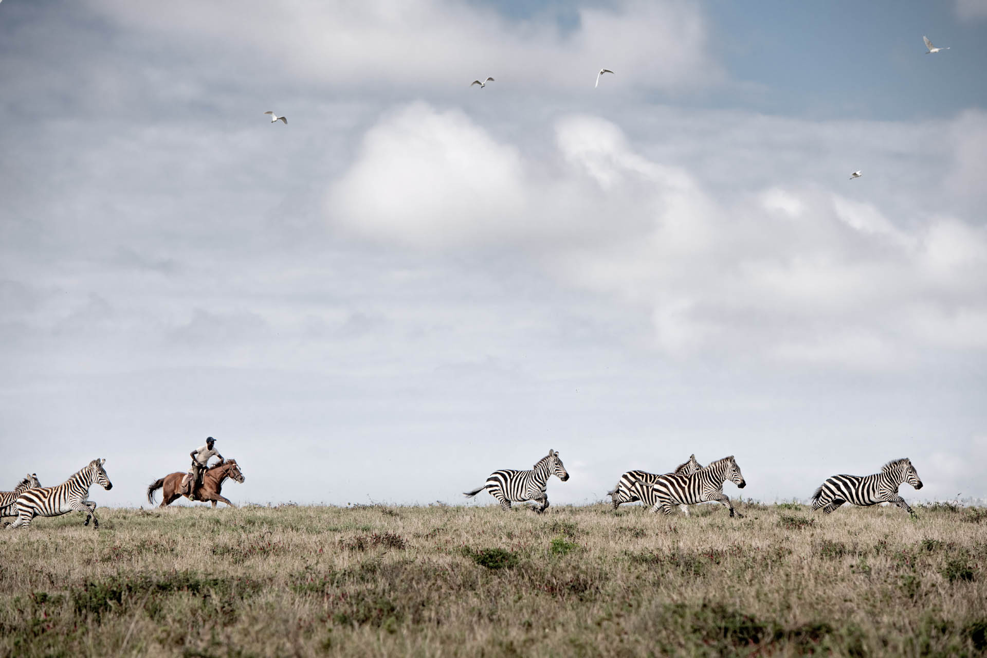 Borana Conservancy, Kenya